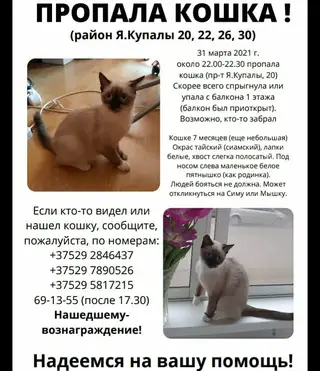 Найдена кошка в Пружанах — фото объявления