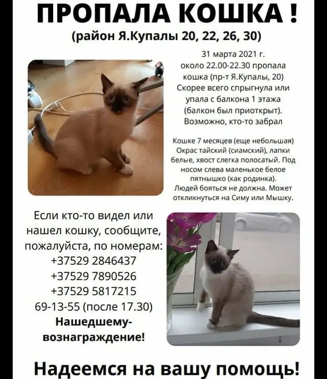 Найдена кошка в Пружанах — фото объявления