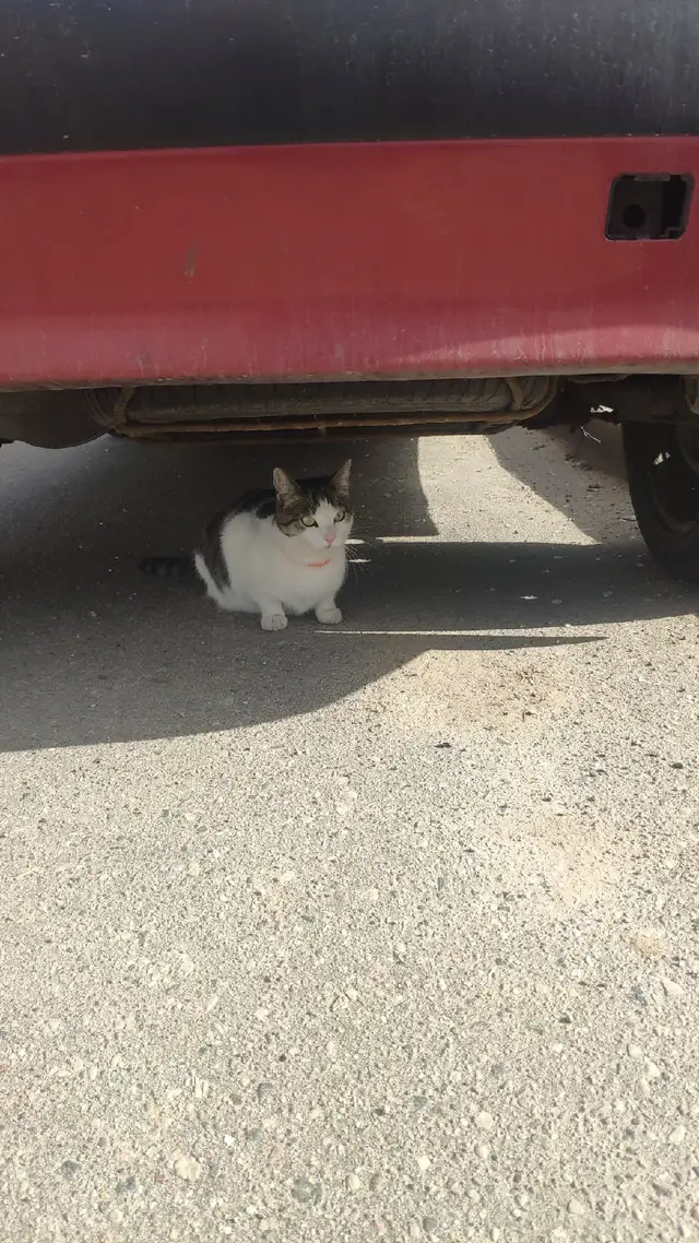 Пропала кошка в Пружанах — Кот/кошка на Вишневце в р-не ул.Химиков. В оранжевом ошейнике. К рукам не идёт. Может чей-то потеряшка?
