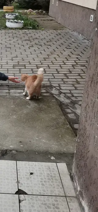 Найдена кошка в Пружанах — Замечена кошка (кот), розовый ошейник, район 1000 мелочей