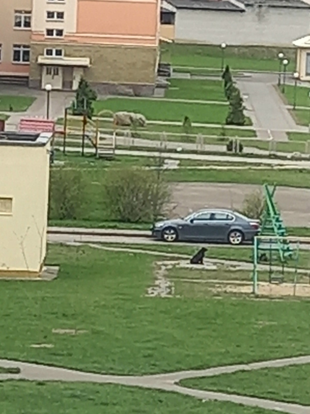 Найдена собака в Пружанах — фото объявления
