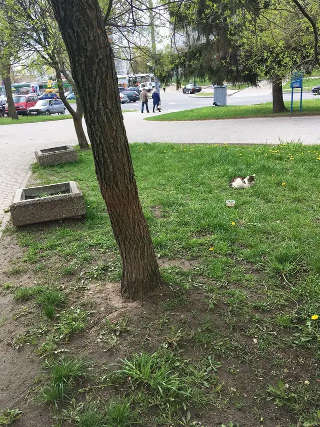 Пропала кошка в Пружанах — В районе Я.Купалы 24 (около банка) сидит кошка. Каждый день приходит на клумбу, сидит там целый день…