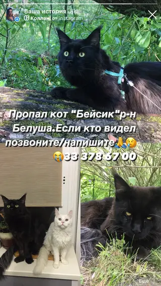 Найдена кошка в Пружанах — фото объявления