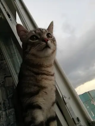Найдена кошка в Пружанах — фото объявления