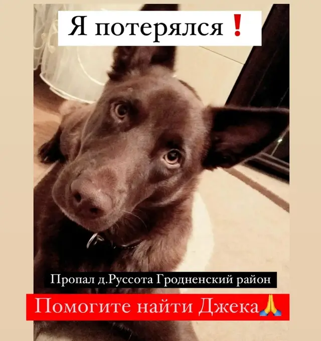 Пропала собака в Пружанах — Просим помощи размещения в группе.