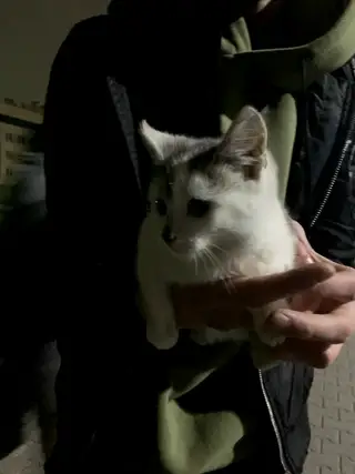 Найдена кошка в Пружанах — Около остановки на 7-ой поликлинике бегает котенок.