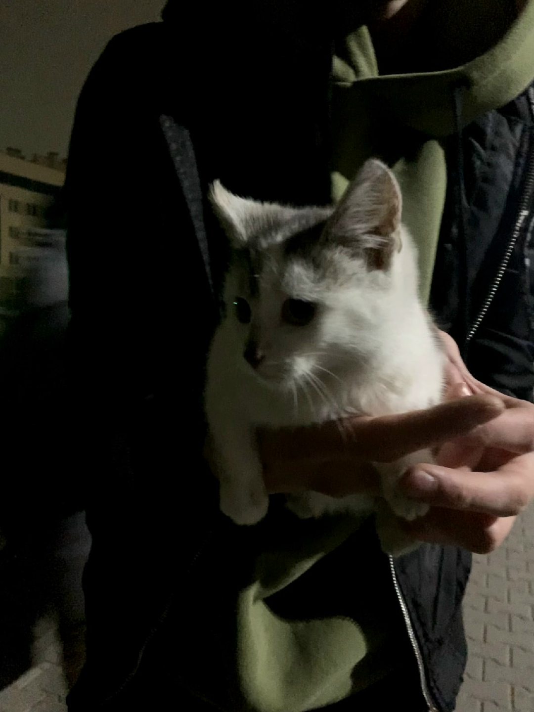 Найдена кошка в Пружанах — Около остановки на 7-ой поликлинике бегает котенок.