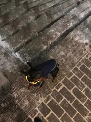 Найдена собака в Пружанах — фото объявления