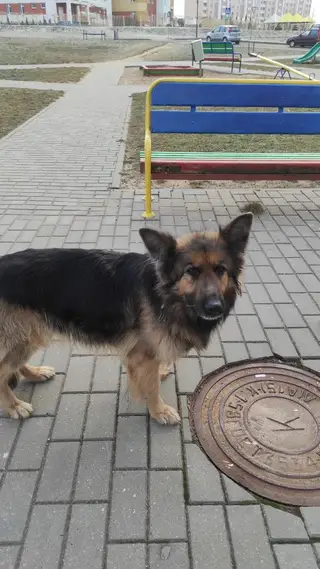 Найдена собака в Пружанах — В районе ул.Кремко(Вишневец) бегает большой/юный друг. Добрый, игривый и ласковый пёс.