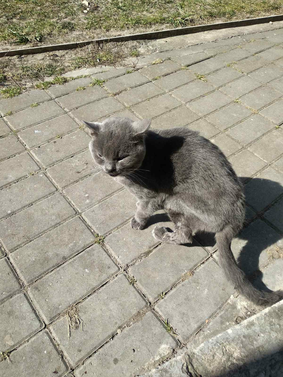 Найдена кошка в Пружанах — В новом микрорайоне на ул. Интернациональная в г. Пружаны найден кот (британец).