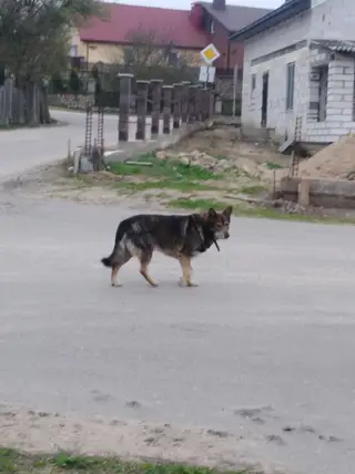 Найдена собака в Пружанах — фото объявления