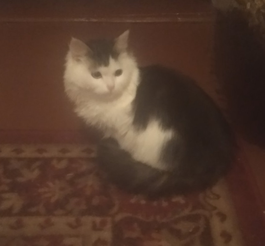 Найдена кошка в Пружанах — фото объявления