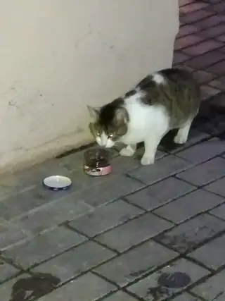 Пропала кошка в Пружанах — На Белых Росах гуляет котик... С виду ухоженный... Но очень голодный, к руке не идёт... Может убежал…