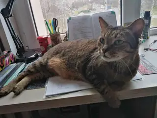 Пропала кошка в Пружанах — ул. Репина пропал кот. Мальчик, зовут Варя. Котик большой, упитанный. Кончик хвоста сломан, согнут…