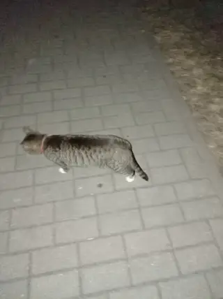 Найдена кошка в Пружанах — фото объявления