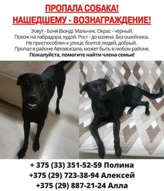 Найдена собака в Пружанах — ГРОДНО⚡ПРОПАЛА СОБАКА! Нашедшему - вознаграждение!