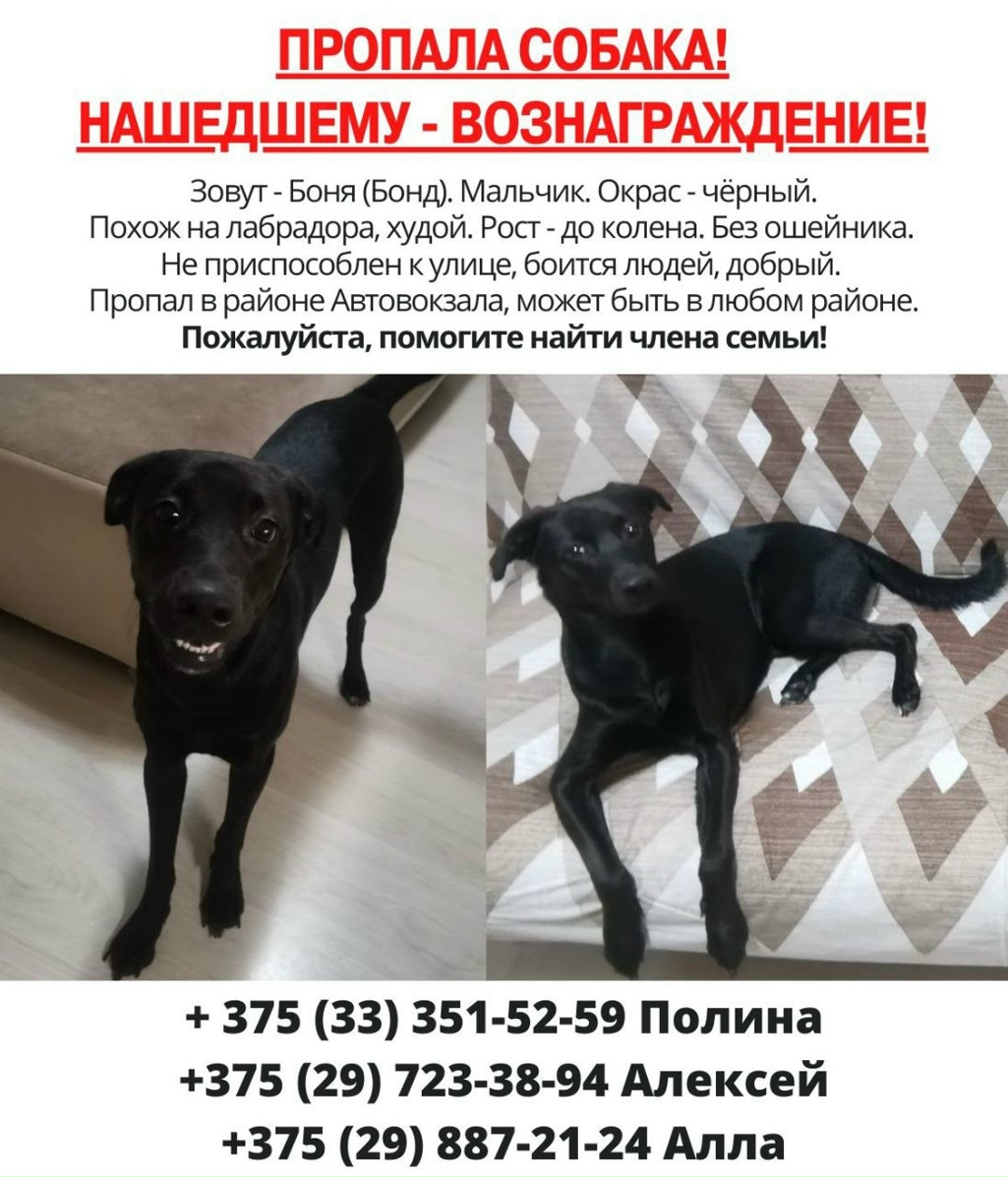 Найдена собака в Пружанах — ГРОДНО⚡ПРОПАЛА СОБАКА! Нашедшему - вознаграждение!