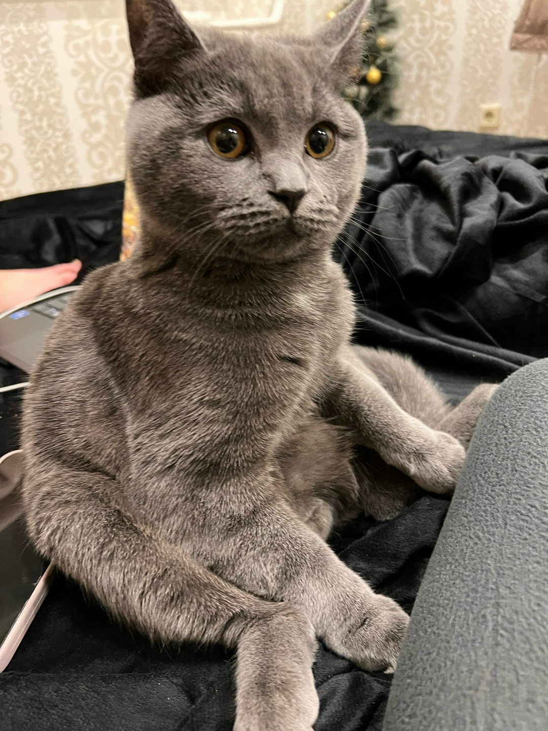 Найдена кошка в Пружанах — фото объявления