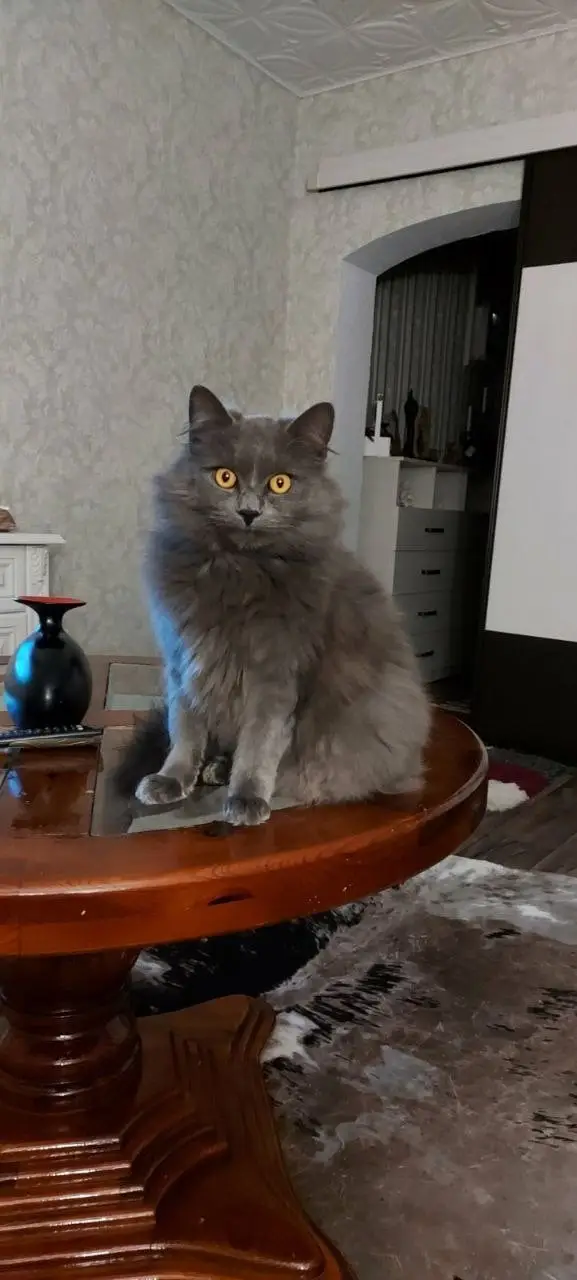 Найдена кошка в Пружанах — В районе держинского пару дней назад пропал кот. Очень ласковый, отзывается на кличку Лео. Если…