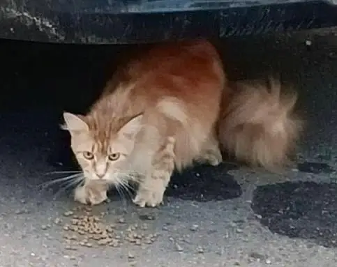 Найдена кошка в Пружанах — Минск.