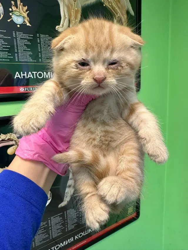 Найдена кошка в Столбцах — фото объявления