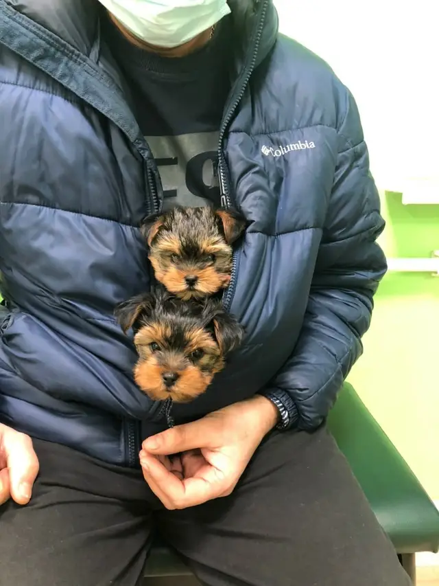 Найдена собака в Столбцах — Вы видели собачьего Горыныча ? Вот он 🥰🤗