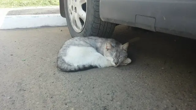 Найдена кошка в Осиповичах — Кто потерял кастрированного кота. Второй месяц живет около нашего подъезда. Северные досы.