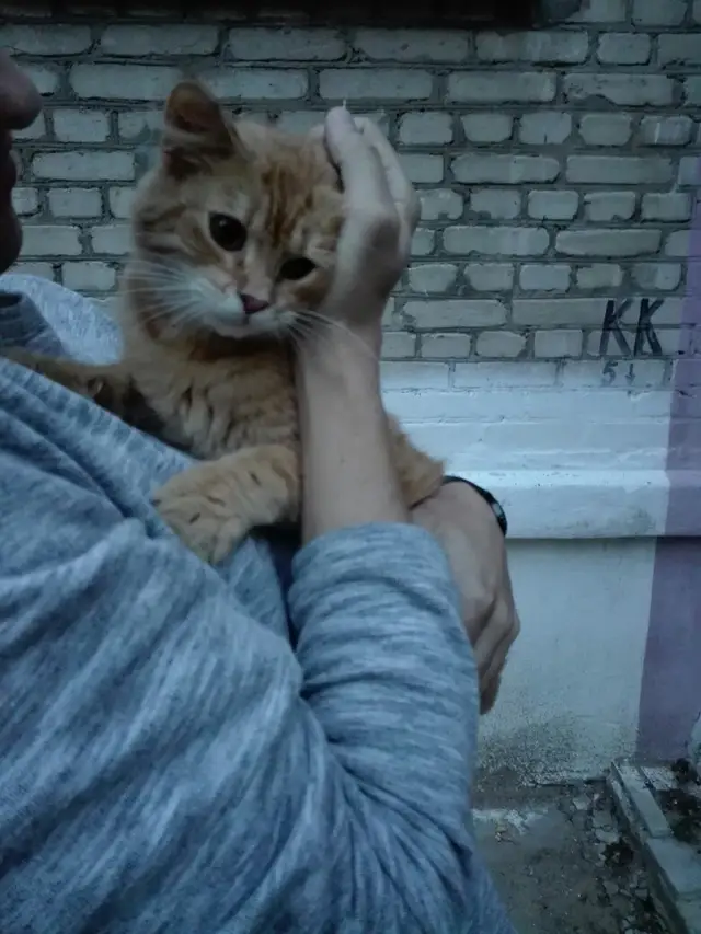 Пропала кошка в Осиповичах — Домашний кот с очень потерянным видом бродит около дома на Сумченко 34,хозяева,отзовитесь,такой…