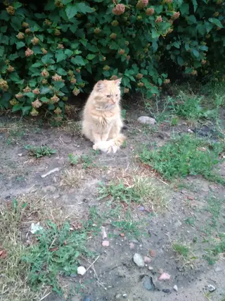 Найдена кошка в Осиповичах — фото объявления