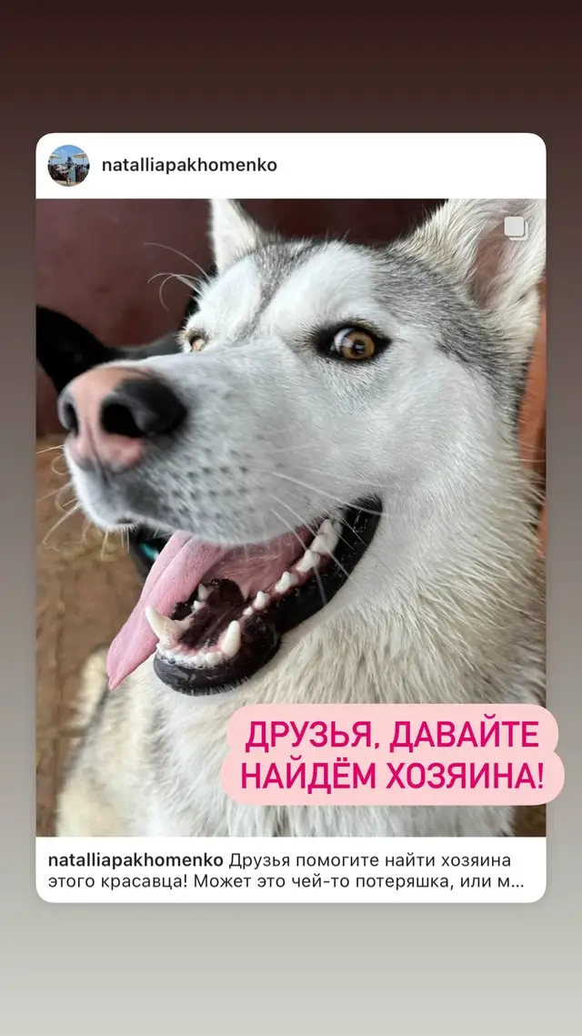 Пропала собака в Осиповичах — Друзья помогите найти хозяина этого красавца! Может это чей-то потеряшка, или может кто хочет себе…
