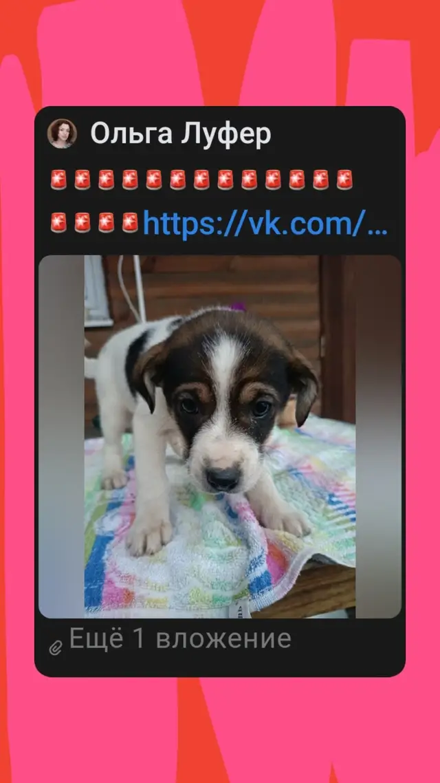 Найдена собака в Осиповичах — https://vk.com/wall-94980157_620 SOS!!! 📢📢📢📣📣📣 ПОТЕРЯЛАСЬ😭😢Пристроили... Бабушка с внучкой взяли…