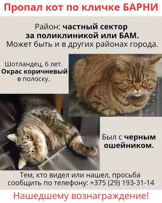 Найдена кошка в Осиповичах — Здравствуйте, пропал кот Барни.