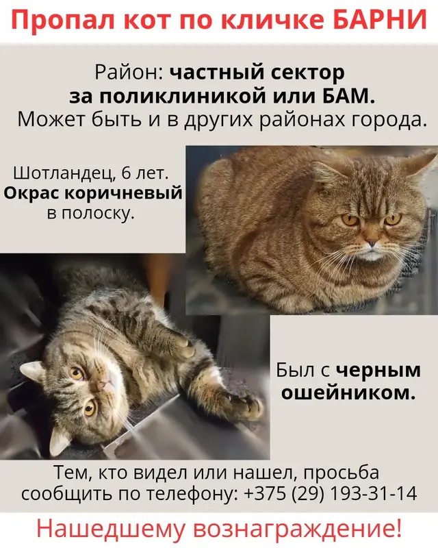 Найдена кошка в Осиповичах — Здравствуйте, пропал кот Барни.