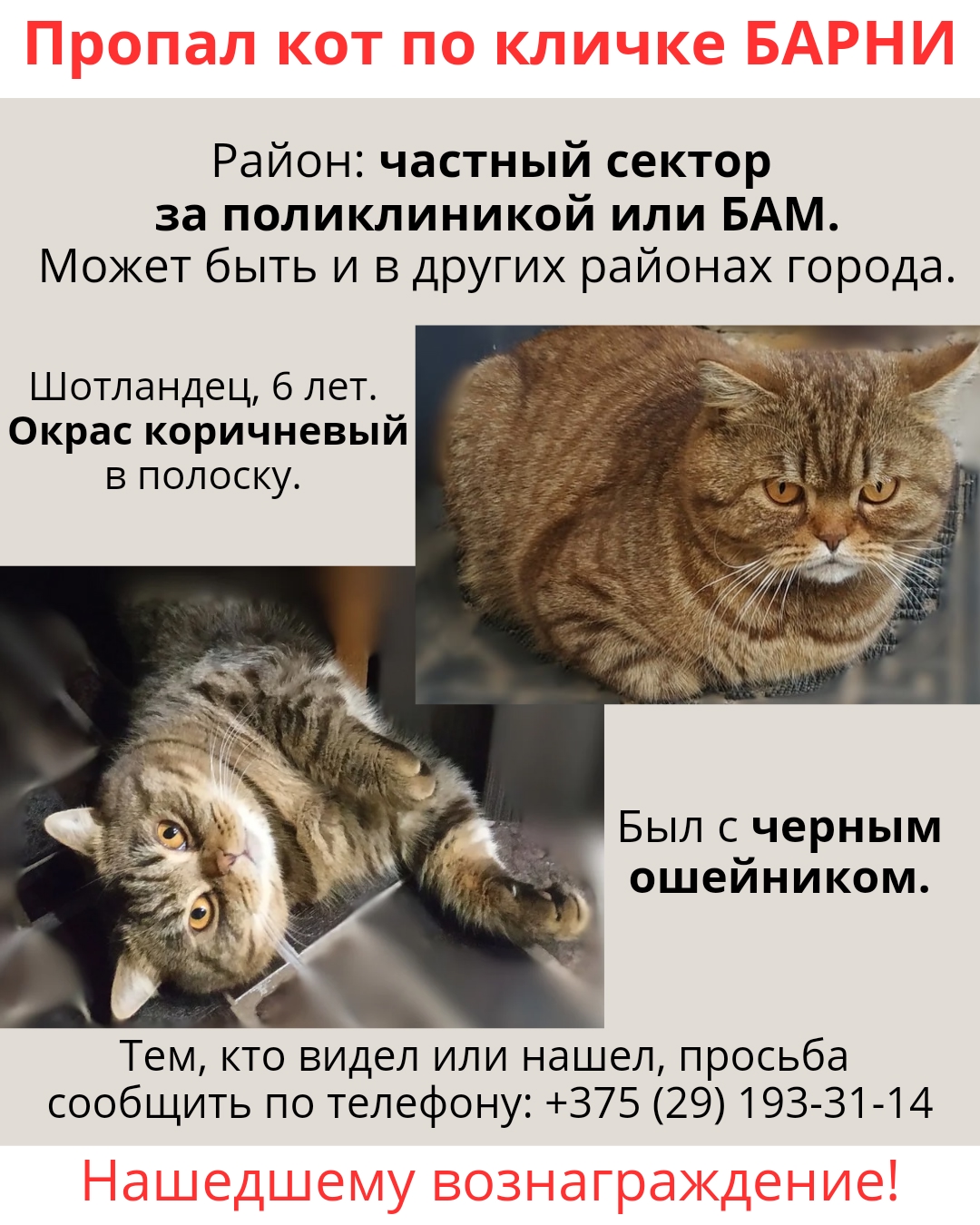 Найдена кошка в Осиповичах — Здравствуйте, пропал кот Барни.