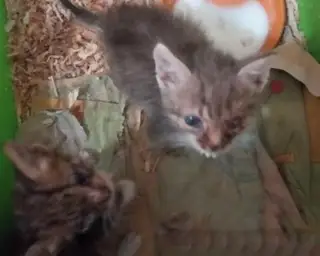 Найдена кошка в Жлобине — СПАСИТЕ КОТЯТ🆘Очень жалко маленьких животных.