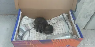 Найдена кошка в Жлобине — Жлобин!