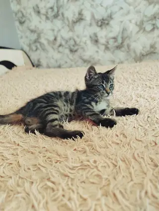Найдена кошка в Жлобине — Милейшее создание - котёнок Кузя ищет дом!!!