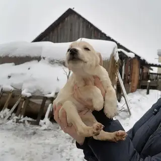 Найдена собака в Жлобине — Жлобин!!!!!! На мусорке нашли щенков, примерно им месяца три, 5 мальчиков и 2 девочки. Очень срочно…