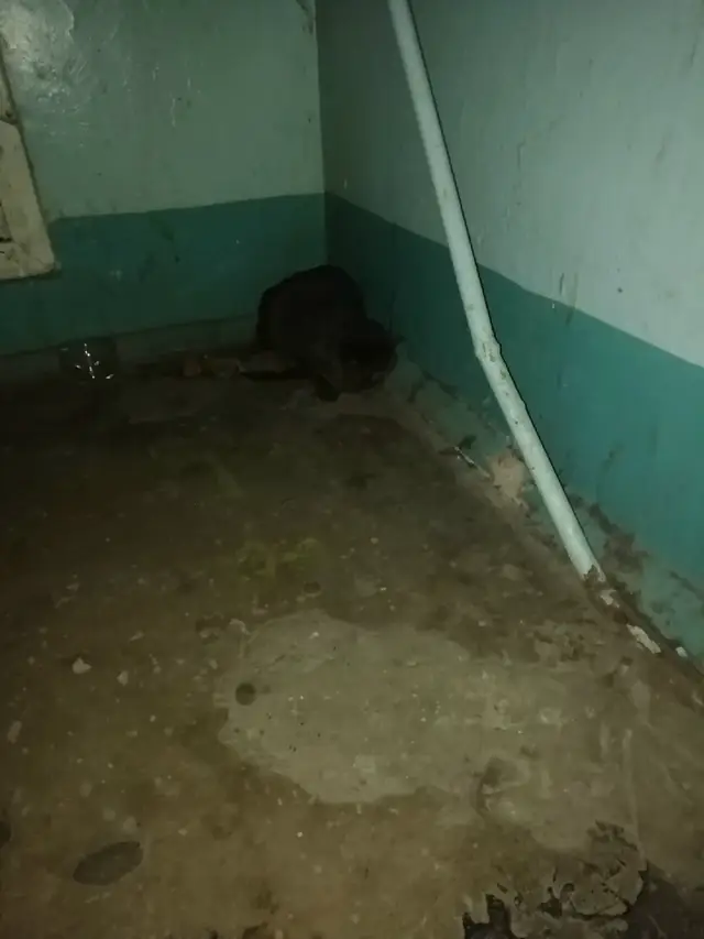 Пропала кошка в Жлобине — Чья потеряшка? Молодой кот(кошка). Явно домашний, породистый, чистенький, глаза янтарного цвета. Очень…