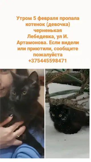 Пропала кошка в Жлобине — Здравствуйте. Пропал котенок, девочка, черненькая. Лебедевка. Просьба кто видео, или может приютили…