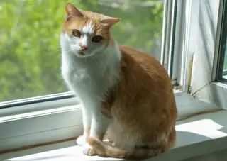 Найдена кошка в Жлобине — Митя - чудесный солнечный рыжик! Митя настоящий металлург!!! Был найден на заводе в плачевном…