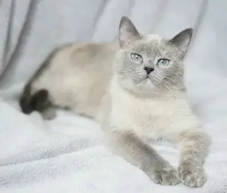 Найдена кошка в Жлобине — Илви - это та самая кошечка, про которую можно написать целую книгу. Сказать одним словом, что она…