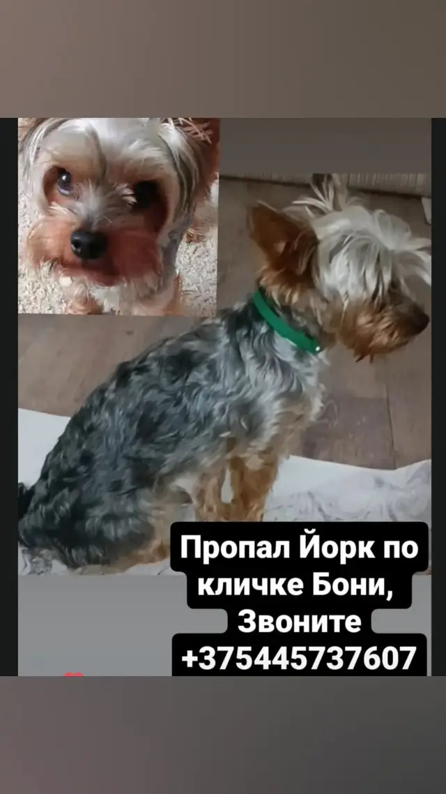 Пропала собака в Жлобине — фото объявления