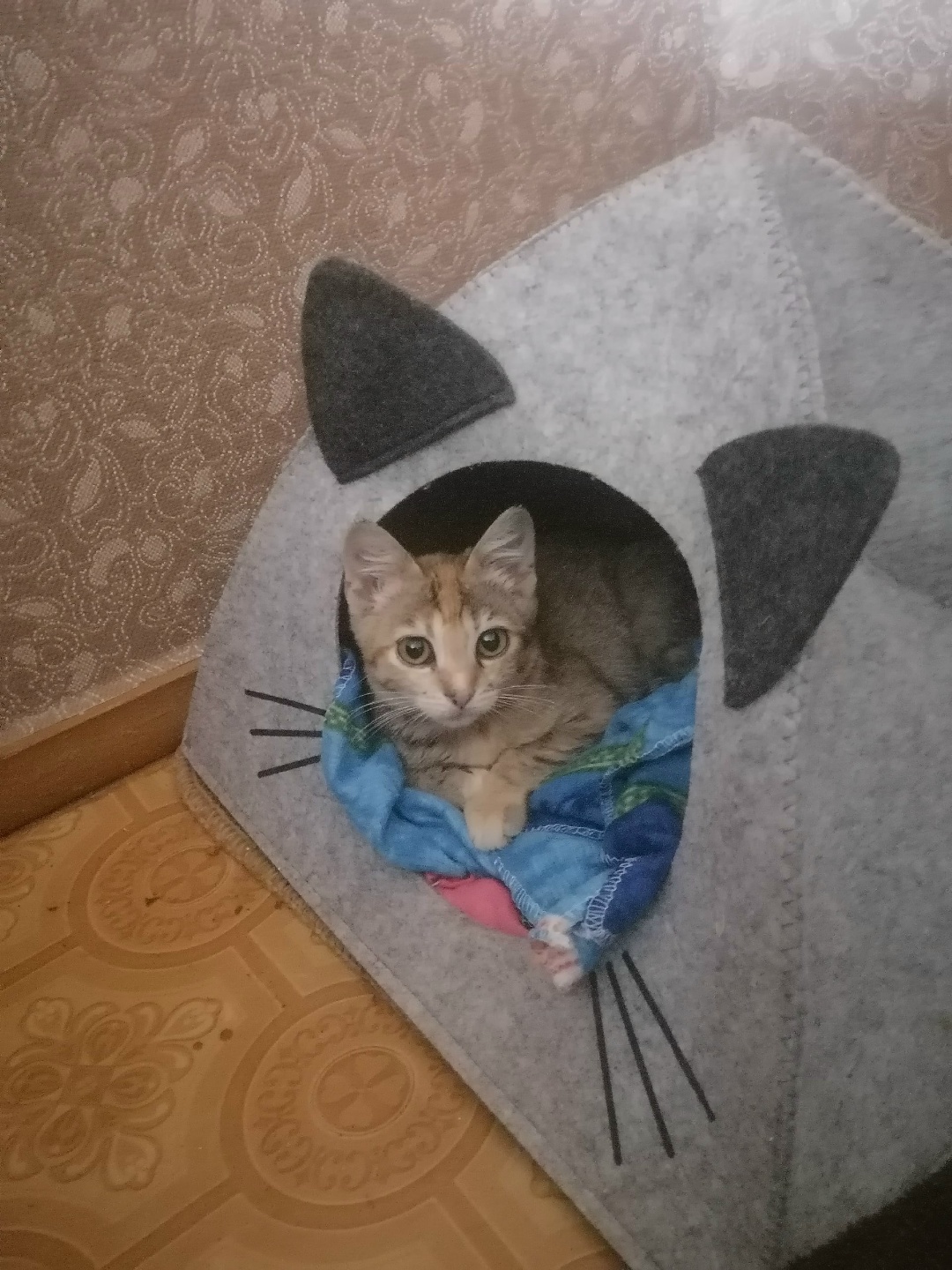 Найдена кошка в Жлобине — Малышка подобрана с улицы. От блох и глистов обработана, стерилизована и теперь ищет дом. Лоток знает…