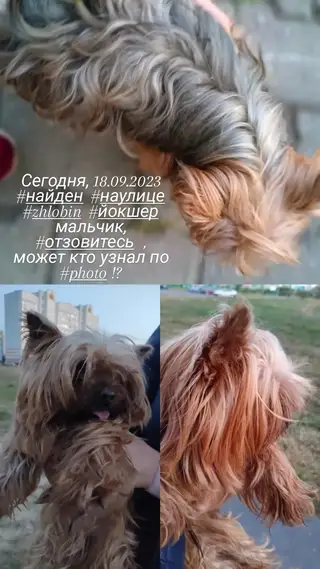 Найдена собака в Жлобине — Уже найдены хозяева, это Рокки, ему 13 лет, проживает по адресу : Жлобин, микр-он 18, дом 35…