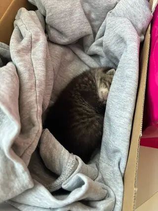 Найдена кошка в Жлобине — ЖЛОБИН, нужна помощь!!! Котенок найден на улице, девочка (1 неделя). Пройти мимо было невозможно…