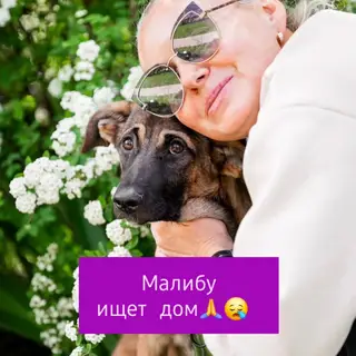 Найдена собака в Минске — Минск, Вся