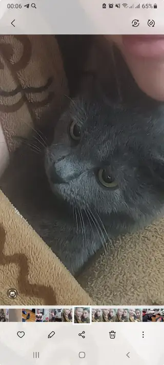 Пропала кошка в Ошмянах — Здравствуйте 👋)