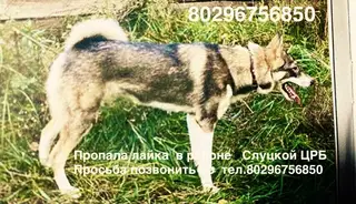 Пропала собака в Слуцке — фото объявления