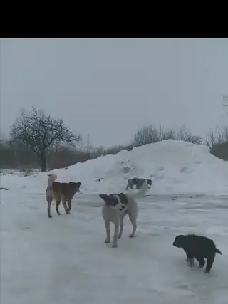 Найдена собака в Горках — 🆘Сегодня мы хотим обратиться ко всем, кто знает Белку (гаражи). Уже не первый год Белка приносит…